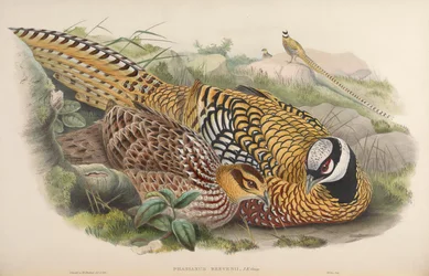 Phasianus reevesii